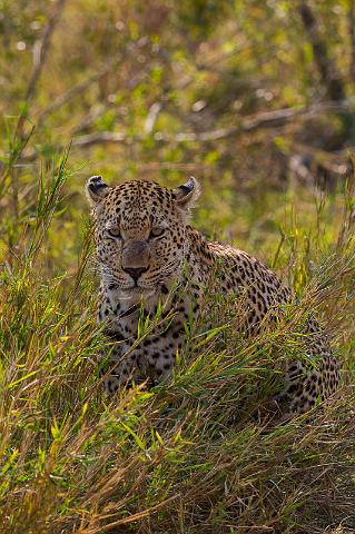 111 Zuid-Afrika, Sabi Sand Game Reserve, luipaard.jpg